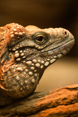 Fototapeta premium bearded dragon lizard