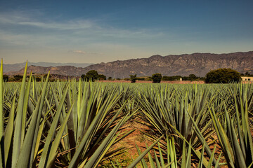 magueys and agave field on a sunny day for tequila production.  