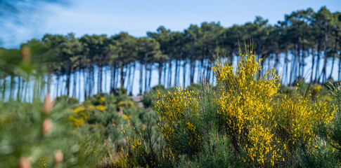 Yellow broom flowers in a pine forest, Forest massif at Carcans Plage, pine forest near Lacanau, on the French Atlantic coast © FreeProd