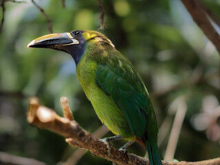 yellow billed toucan