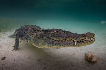 American Crocodile