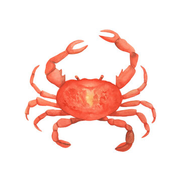 Watercolor crab drawing. Fresh red lobster. Hand painted illustration isolated on white background