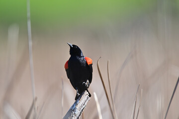 Red-winged Blackbird, aka Agelaius phoeniceus