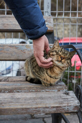 A man pets a stray cat in the winter on a bench. Vertical photo.