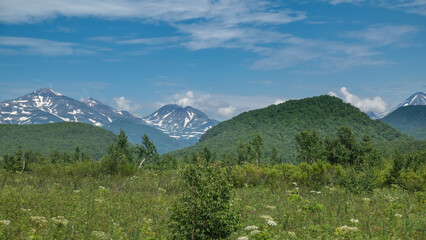 Obraz premium Trees grow in the meadow, among lush green grass and wildflowers. Picturesque hills and snow-capped mountains against the blue sky. Kamchatka. Nalychevo
