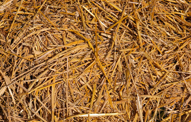 dry hay and straw in the barn of the barn