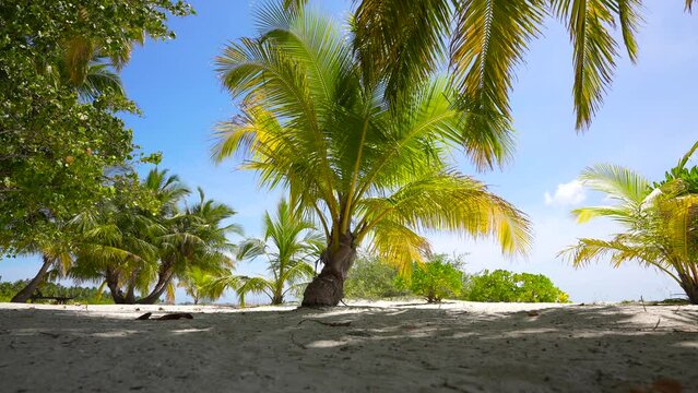 Paradise place. Low angle. Coconut palm trees bottom view. Green palm tree on blue sky background. View of palm trees against sky. Beach on the tropical island. Palm trees at sunlight. Shot on Gimbal
