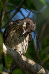 Metallic Starling in Queensland Australia