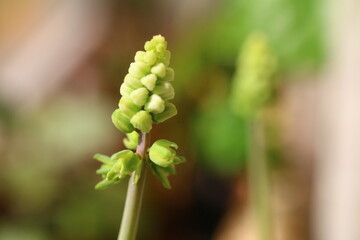Scilla marmorata Drimiopsis maculata succulent flower
