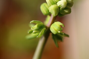 Obraz premium Scilla marmorata Drimiopsis maculata succulent flower