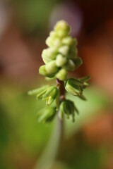 Scilla marmorata Drimiopsis maculata succulent flower