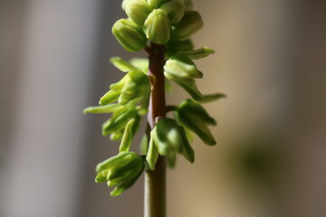Scilla marmorata Drimiopsis maculata succulent flower