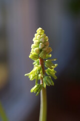 Scilla marmorata Drimiopsis maculata succulent flower