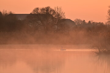 Nebliger Sonnenaufgang im Vogelschutzgebiet NSG Garstadt bei Heidenfeld, Schweinfurt, Franken, Bayern, Deutschland