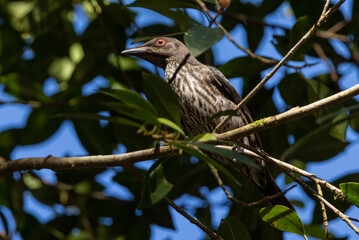 Metallic Starling in Queensland Australia