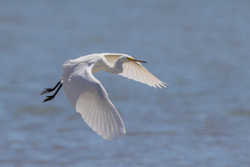 Little Egret in Queensland Australia