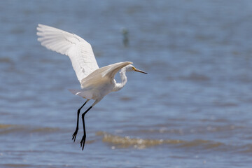 Little Egret in Queensland Australia