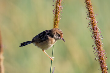 Golden-headed Cisticola in Queensland Australia