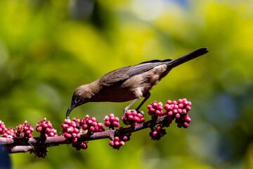 Dusky Honeyeater in Queensland Australia