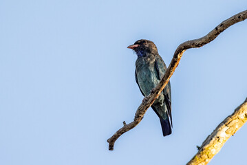 Dollarbird in Queensland Australia