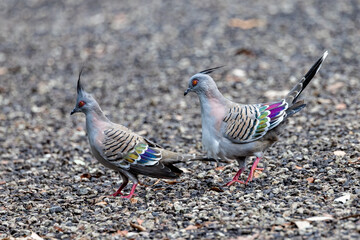 Crested Pigeon in Queensland Australia