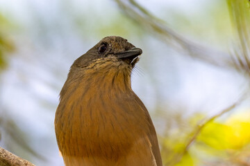 Bower's Shrike Thrush in Queensland Australia