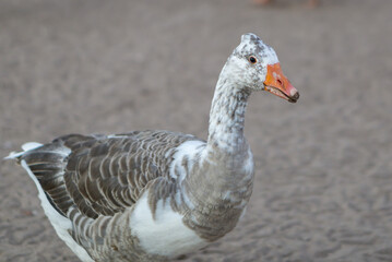 Stained goose in farm