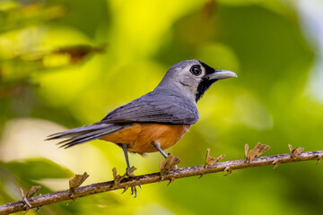 Obraz premium Black-faced Monarch in Queensland Australia