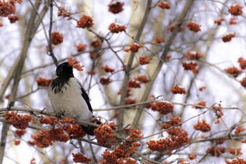 Bird eats rowan berry under snow in winter.