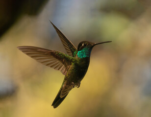 Fototapeta na wymiar colibri mexico volando