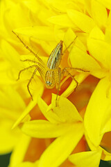 A link spider on marigold