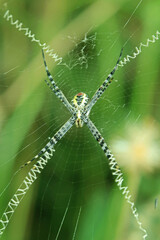 A long leg spider on web