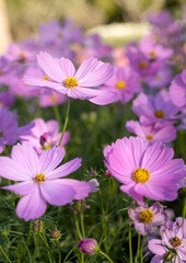 Fototapeta premium Pink cosmos flowers in the outdoor garden