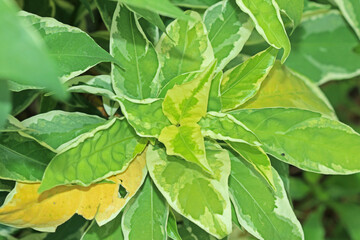 green leaves in the garden