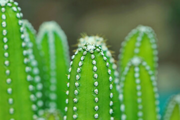 Close-up a cactus