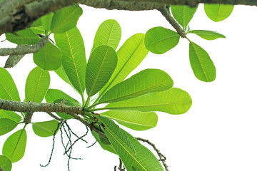 A plumeria leaf in the garden