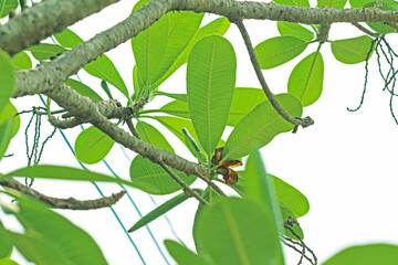 A plumeria leaf in the garden