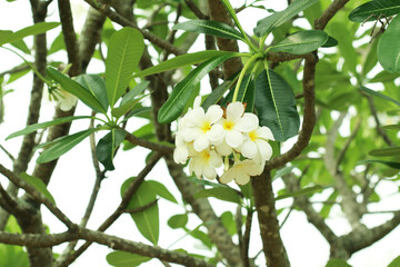 A plumeria flower in the garden
