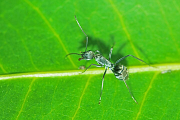 A black ant on green leaf
