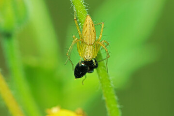 A link spider and prey on a branch