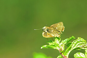 A moth on green leaf