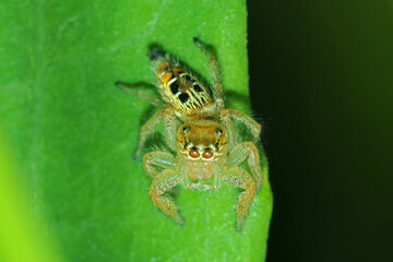 A jumper spider on a green leaf