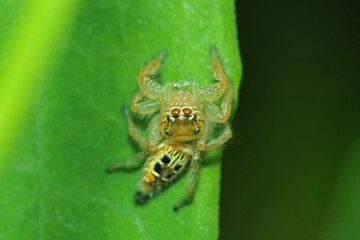 A jumper spider on a green leaf