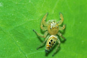 A jumper spider on a green leaf