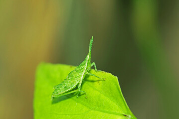 A green grasshopper on a leaf