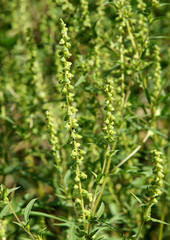 Ambrosia artemisiifolia is noxious weed