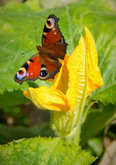 Colourful butterfly European peacock