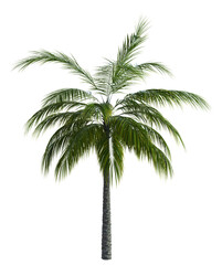 Fototapeta na wymiar 3D Green palm tree