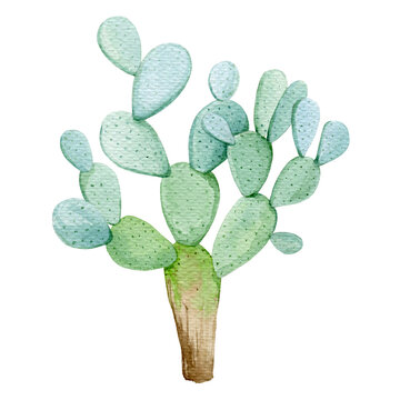 Prickly pear cactus watercolor illustration. Organic opuntia plant. Bright healthy prickly pear cacti on white background. Green desert plant watercolor element