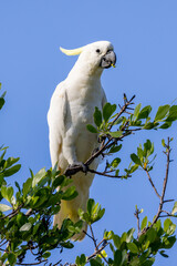 Sulphur-crested Cockatoo in Queensland Australia